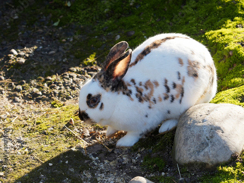 (Oryctolagus cuniculus) Un lapin papillon anglais vu de face avec une tache en forme de papillon dessiné sur le nez, les yeux et les oreilles entourés de couleurs photo