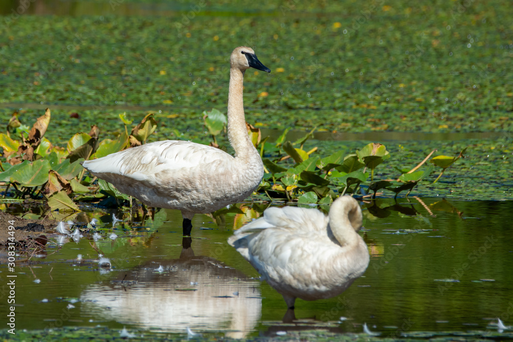 Obraz premium Tundra Swans at a Pond 2