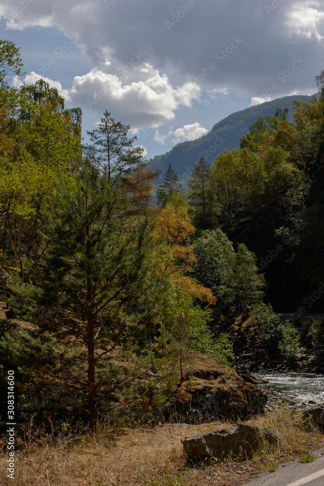 forest in the mountains