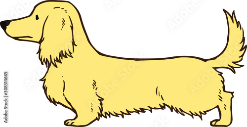 Dachshund Cream color Long hair