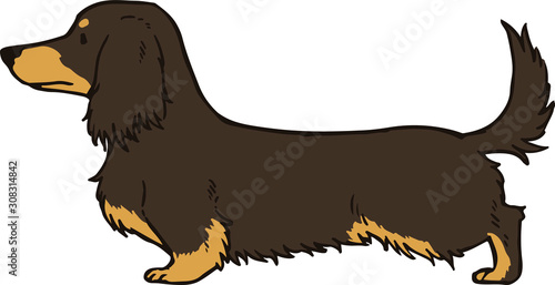 Dachshund Chocolate/Cream Long hair