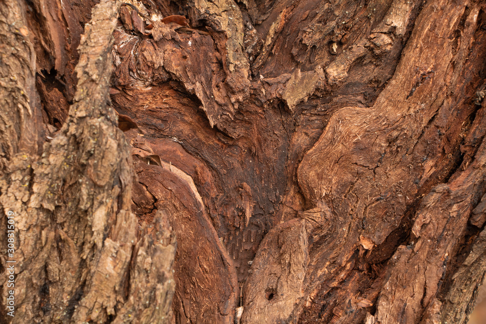 Willow bark texture, thick bark old tree