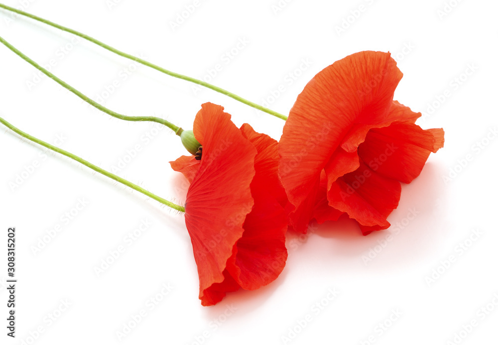 Bouquet of red poppies.