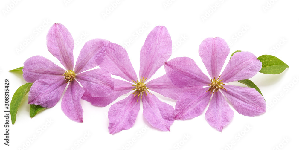 Bouquet of purple clematis. Bouquet of purple clematis.