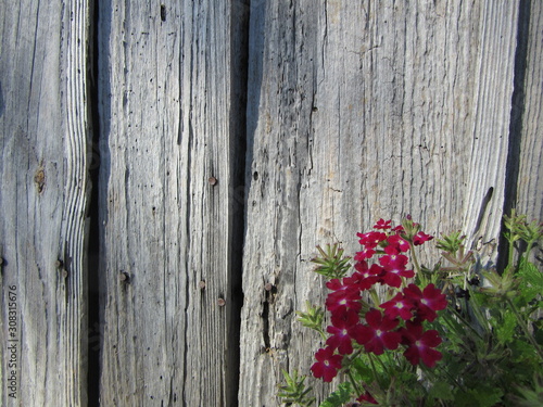 Red flowers against a background of rough and rustic wooden boards