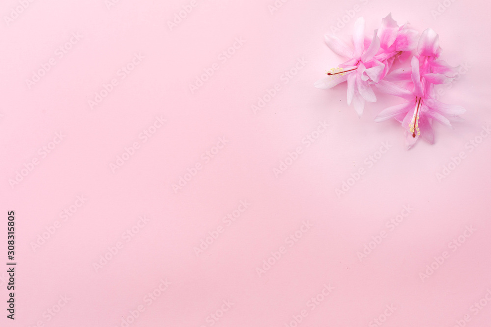 Festive flower composition on pink  background. Overhead view.