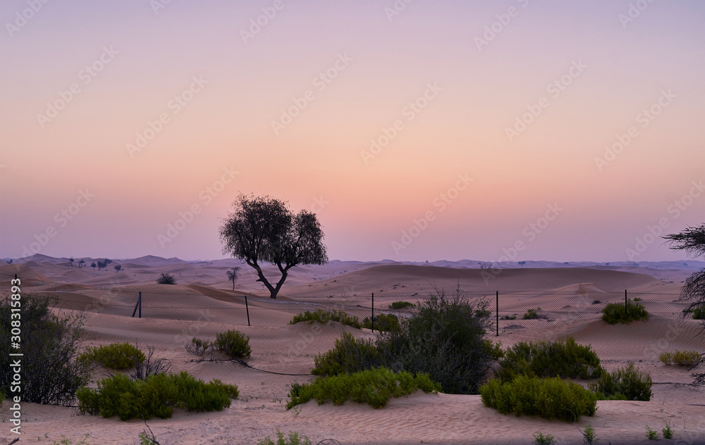 Calm morning in desert