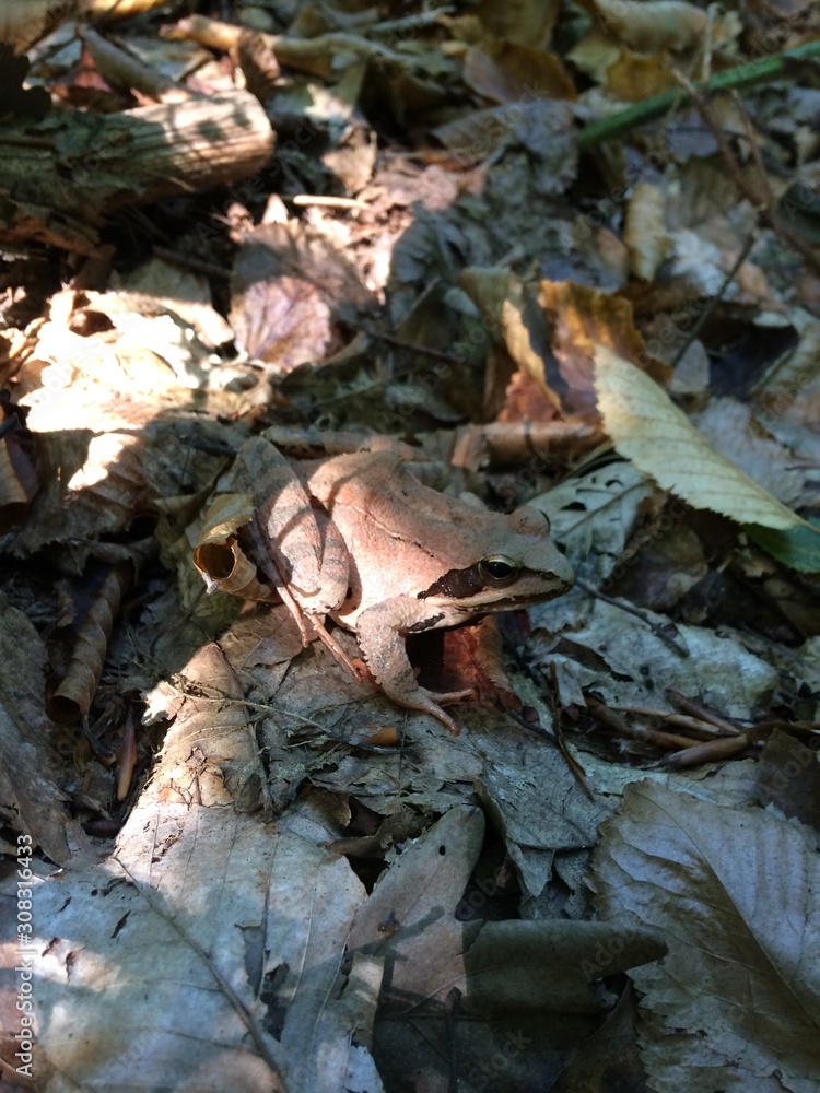 autumn leaves in water