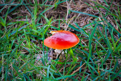 Amanita Muscaria