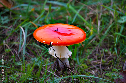 Amanita Muscaria