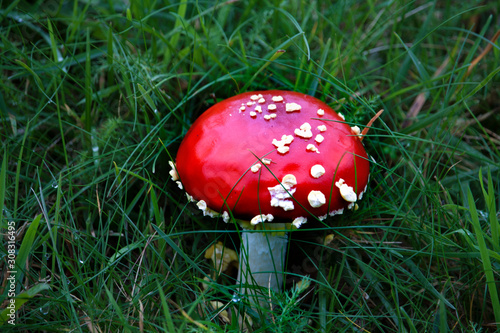 Amanita Muscaria