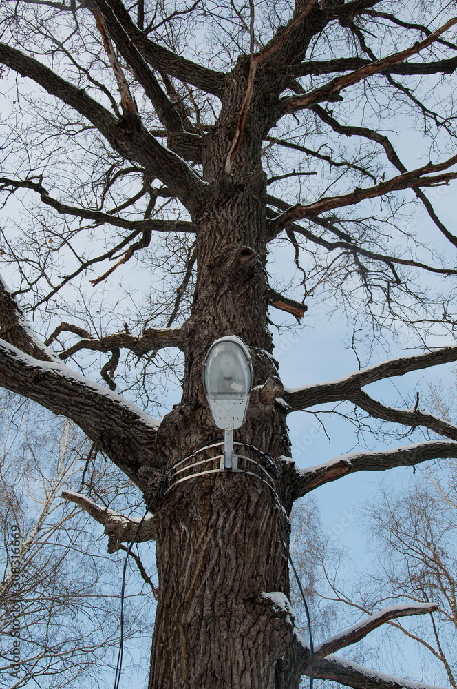 Obraz premium streetlight on the tree