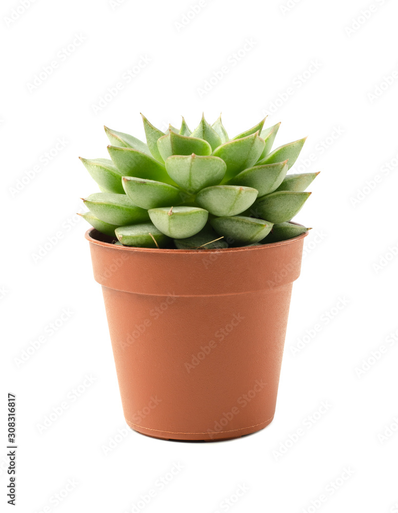 Succulent in pot isolated Succulent in pot isolated