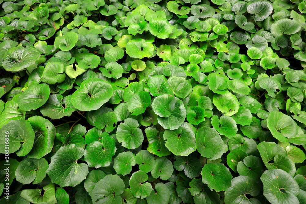 Farfugium japonicum, leaves of green plants Farfugium japonicum, leaves of green plants