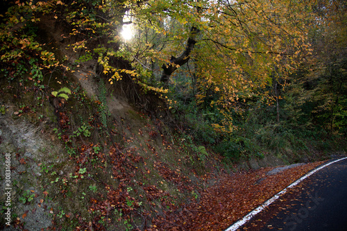 winding asphalt road landscape in autumn