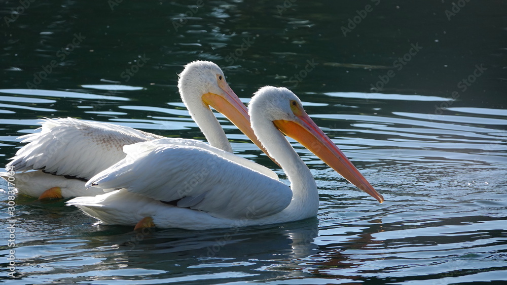 Two beautifully backlit American White Pelicans swimming on a pond Two beautifully backlit American White Pelicans swimming on a pond