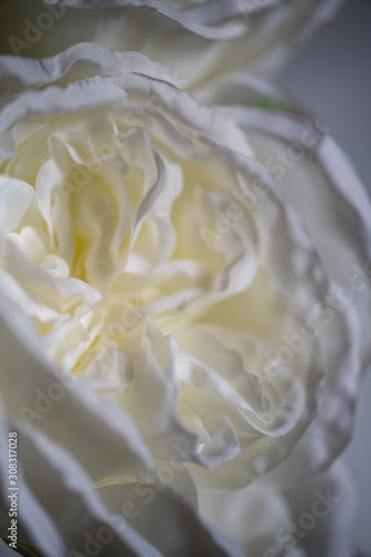 closeup of white rose flower