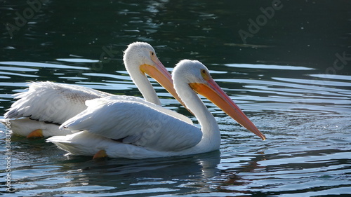 Two beautifully backlit American White Pelicans swimming on a pond