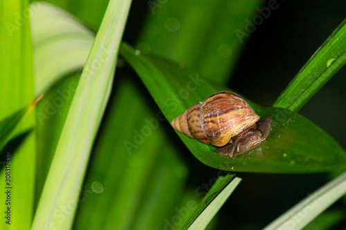 The snail in graden on leaves at night