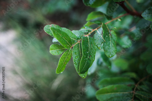 Beautiful background with a lush branch terebinth after the rain, place for text, selective focus