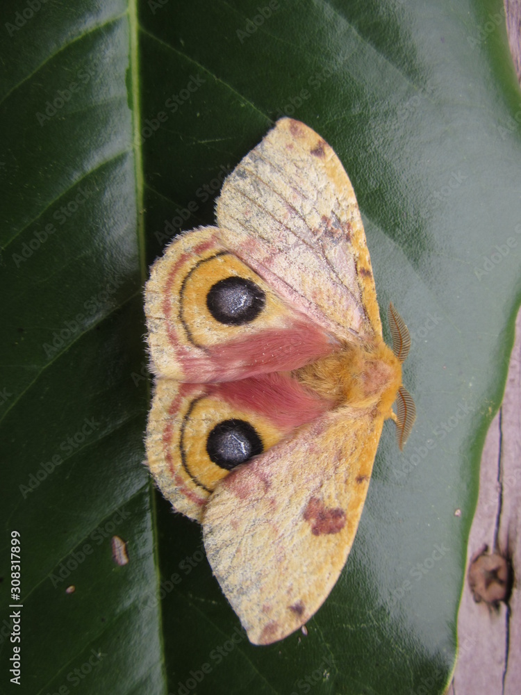 Closeup of a giant silk moth, polyphemus, with eye-like spots, resting ...