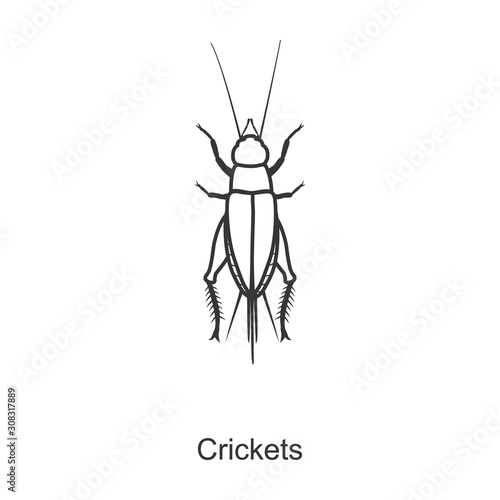 Insect cricket vector icon.Line vector icon isolated on white background insect cricket.