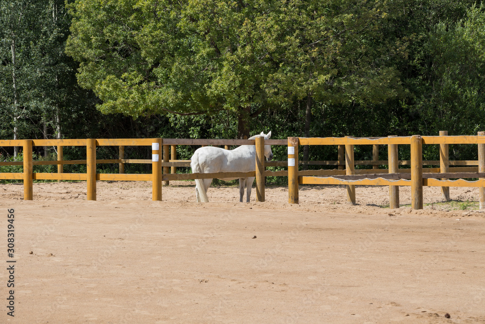 White horse standing in manege with wooden fence White horse standing in manege with wooden fence