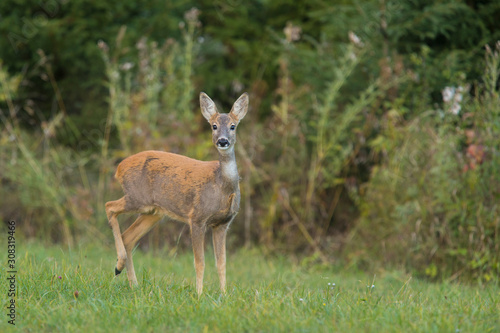 Roe deer female, Capreolus capreolus © Ivan