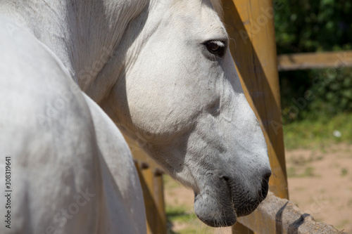 Head of white horse close up view