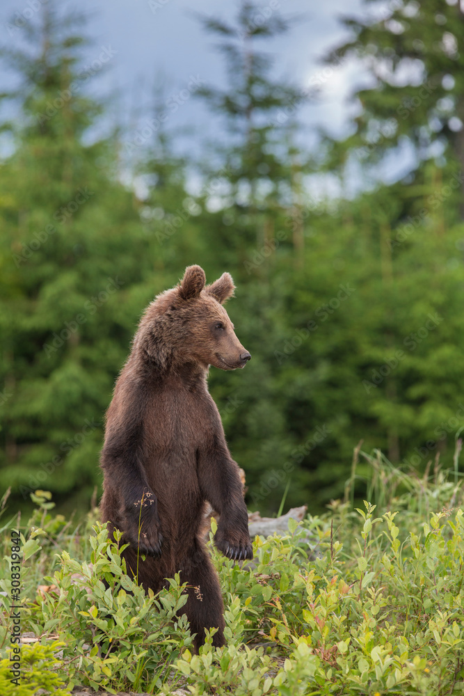 Brown bear (Ursus arctos) in the forest Brown bear (Ursus arctos) in the forest