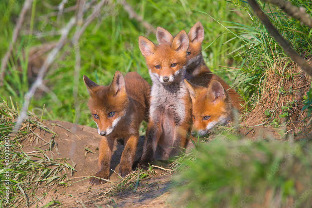 Naklejka premium Red fox, vulpes vulpes, small young cubs near den curiously weatching around. Cute little wild predators in natural environment.