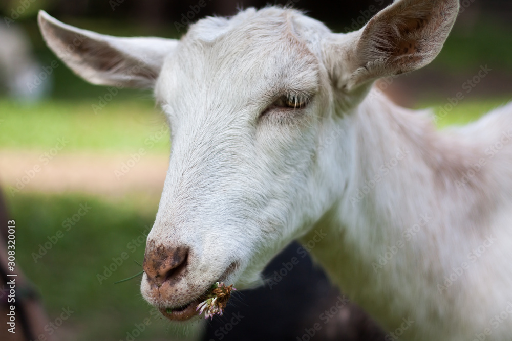 Portrait of the face and head of a white goat on a background of nature. It he has a measured and well-fed life. Lazily feeds on clover on a farm pasture