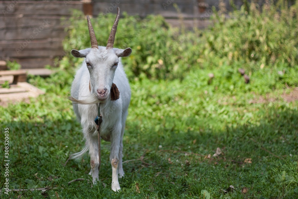 Disgruntled or indifferent white goat on a leash in the middle of the village courtyard staring forward. Disgruntled or indifferent white goat on a leash in the middle of the village courtyard staring forward.