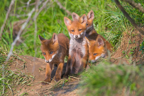 Red fox, vulpes vulpes, small young cubs near den curiously weatching around. Cute little wild predators in natural environment. © Ivan