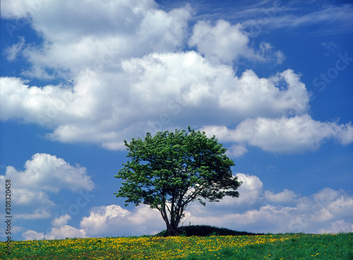 Fototapeta Naklejka Na Ścianę i Meble -  lonely tree on the hill