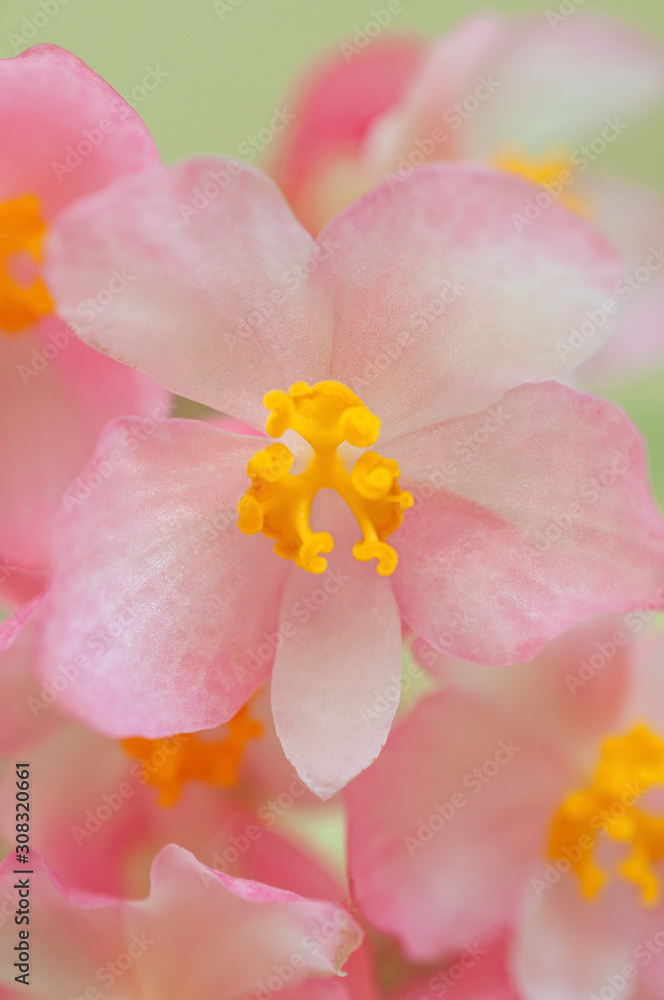  Begonia flowers in macro close up view