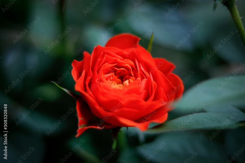 Fototapeta premium Rosas alaranjadas 