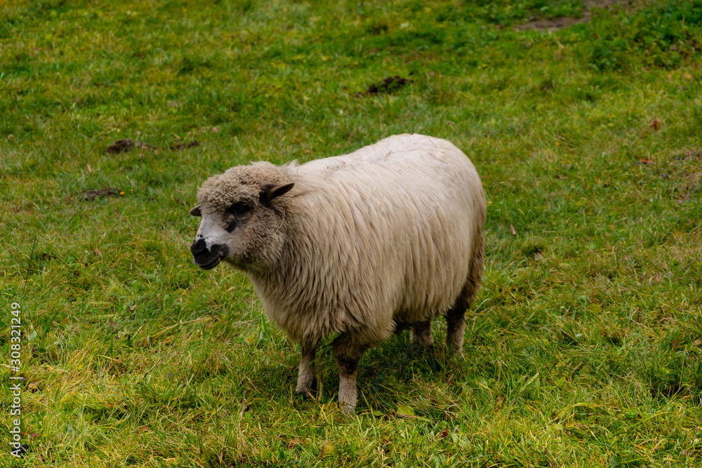 Fototapeta premium sheep in field