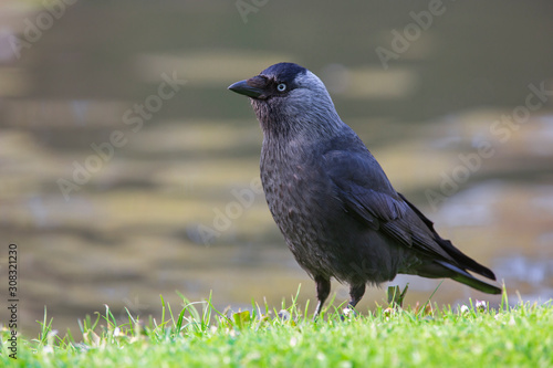 jackdaw (corvus monedula)