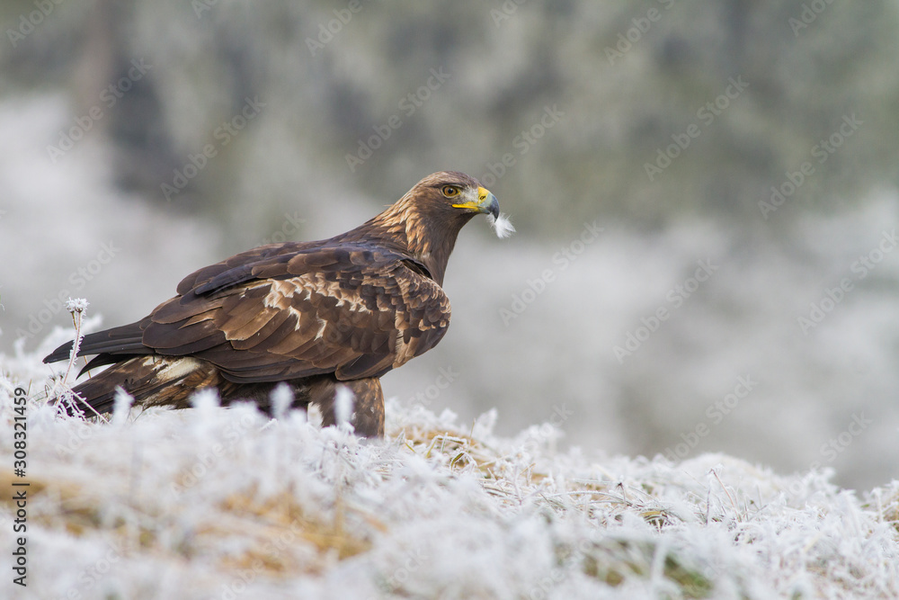 Fototapeta premium A Golden Eagle (Aquila chrysaetos) sitting in a field with snow on the ground..