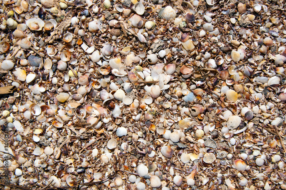Lots of little shells on the beach Lots of little shells on the beach
