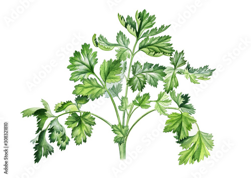 Watercolor hand painted botanical illustration of the coriander bunch. Can be used as print, packaging design, textile design, magazine or book illustration, poster, menu design element and so on.