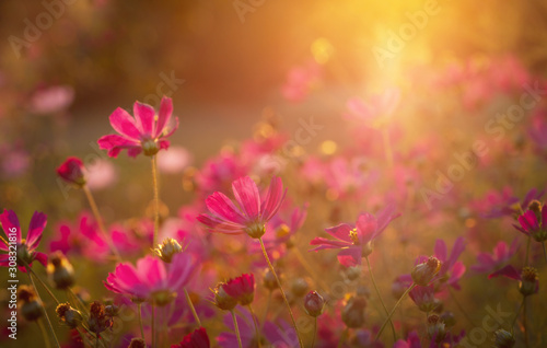 red cosmos flowers in a field at sunset background © Nitr