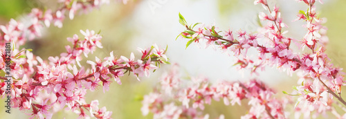 Fényképezés Spring blossom background