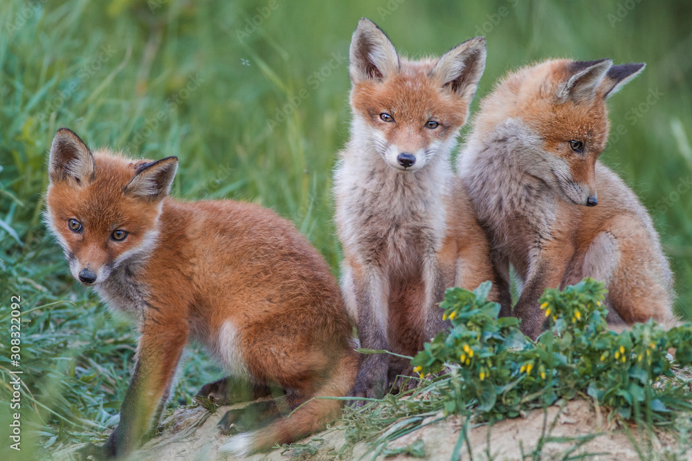 Obraz premium red fox cub