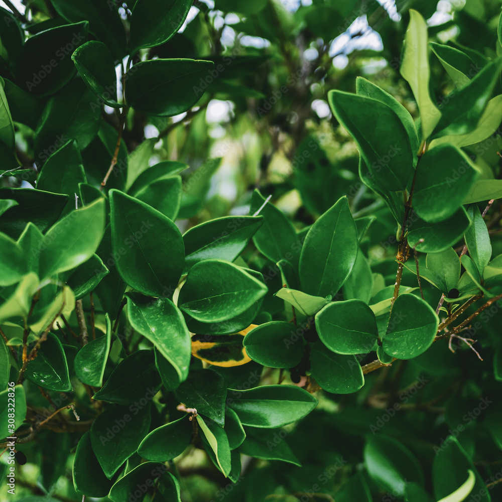 Fototapeta premium Tropical plant leaves