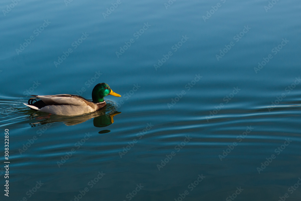 Fototapeta premium Duck in Blue lake. Background for text