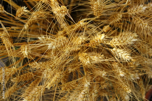 Le blé