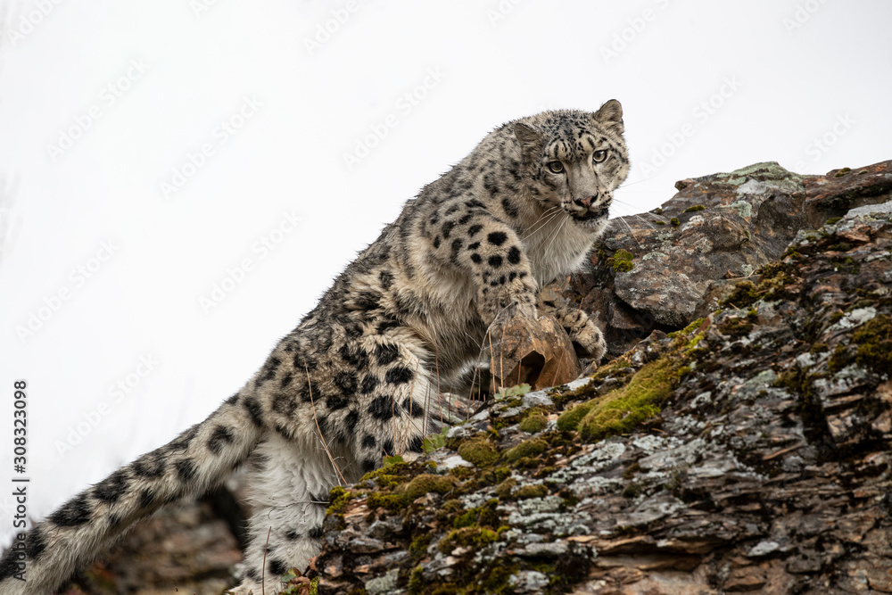Snow Leopard Mystique Triple D Snow Leopard Mystique Triple D