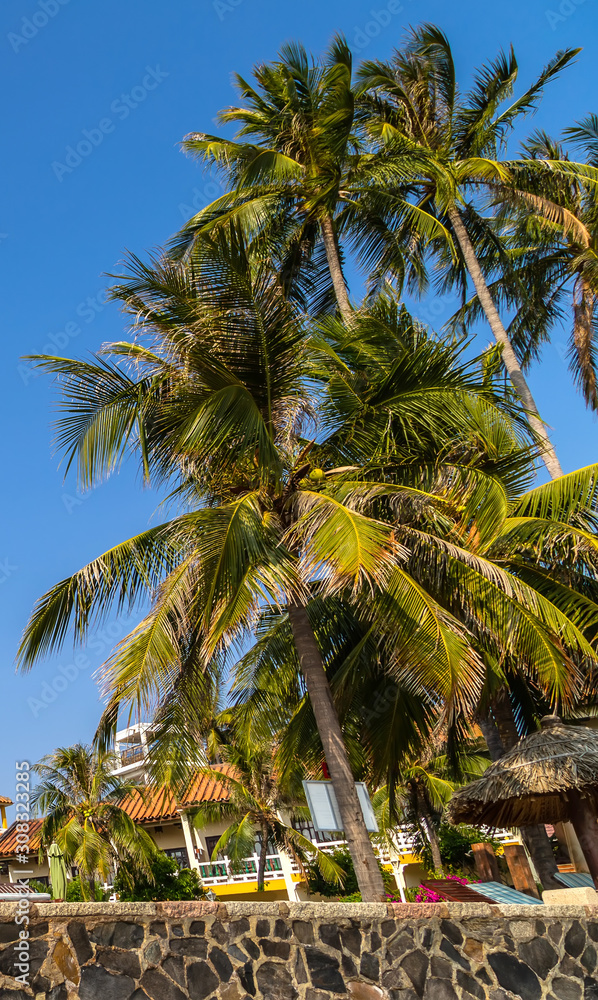 Caribbean beach Coconut palm trees resort